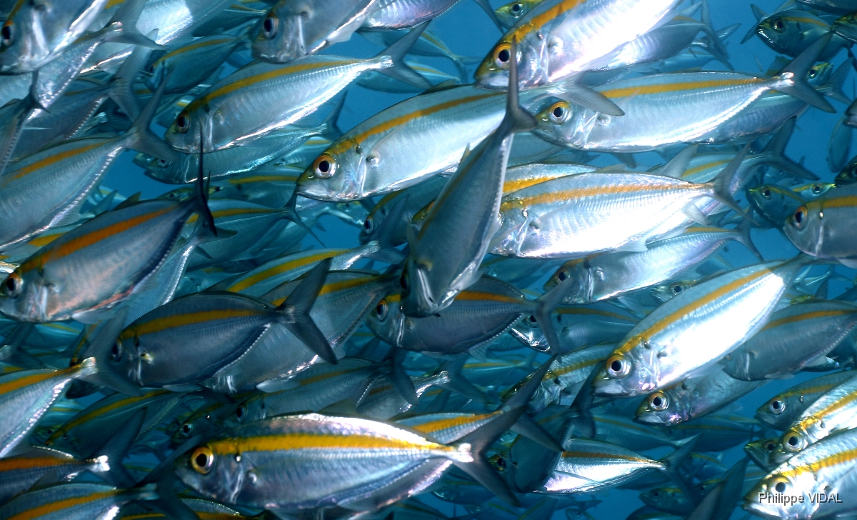 Bali 2016 - Oxeye scad - Oeuil de boeuf - Selar boops - IMG_5777_rc.jpg